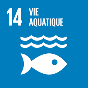 Le MSC et les Nations Unies