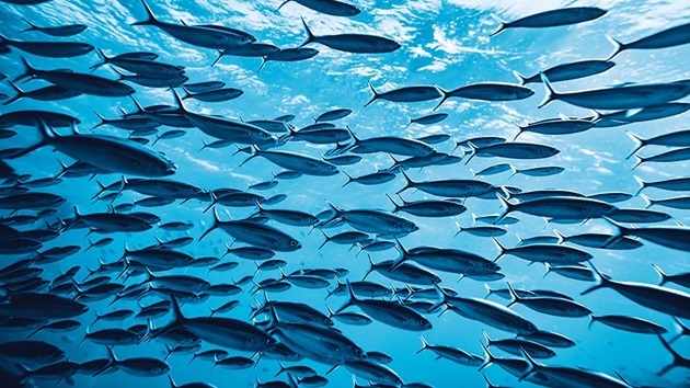 Fishery Stories & Visual Media