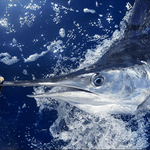 Pêcherie d'espadon et de thon germon et albacore de la Réunion