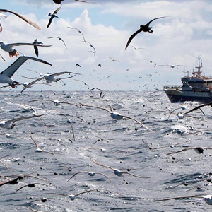 Quel est l'impact de l'ONG MSC