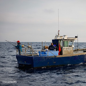 Pêcherie de thon rouge en Méditerranée