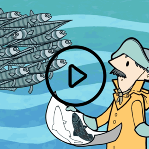 Stocks de poisson durables