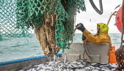 Why get your fishery MSC certified?