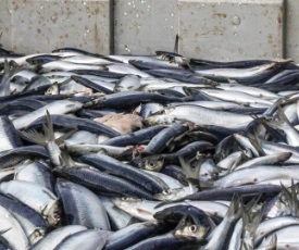 What Is Overfishing?