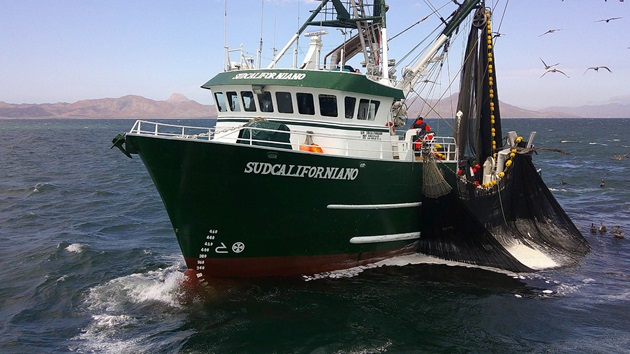 Mexico Pacific sardine: Training observers to minimise fishery impacts