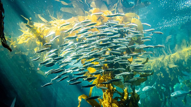 Small Pelagics Yearbook