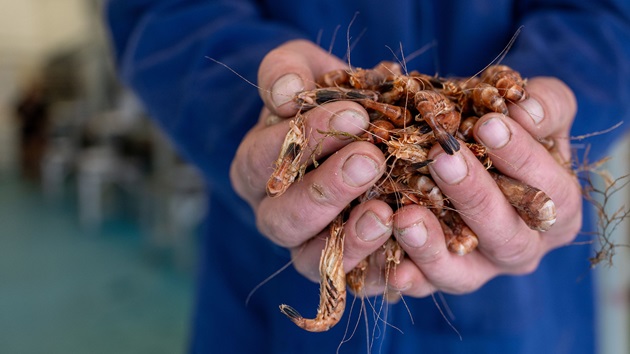 Shrimp and prawn report