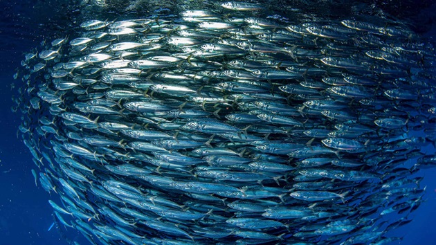 North East Atlantic pelagic fisheries report