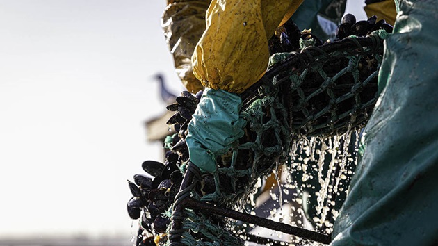 The MSC Improvement Program