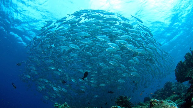 What is sustainable fishing?