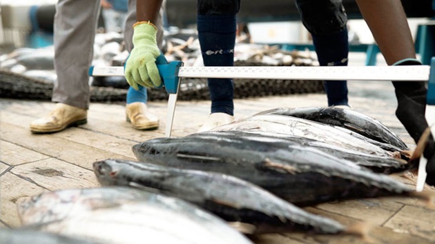 The Decision: A tuna fishery’s quest for sustainability