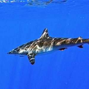 WCPO Tuna: Shark handling and release techniques