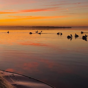 Australia Lakes & Coorong: Improving harvest strategies