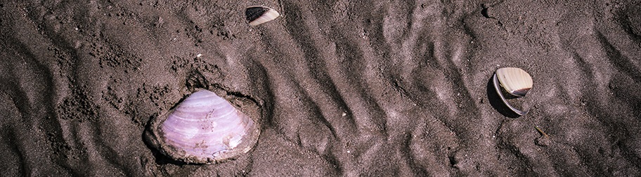 Ben Tre: Saving a clam fishery in Vietnam