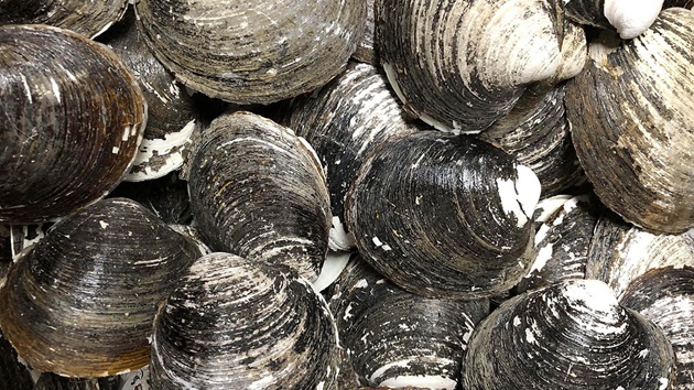 Atlantic surfclam and ocean quahog: Clam fishers vs climate change