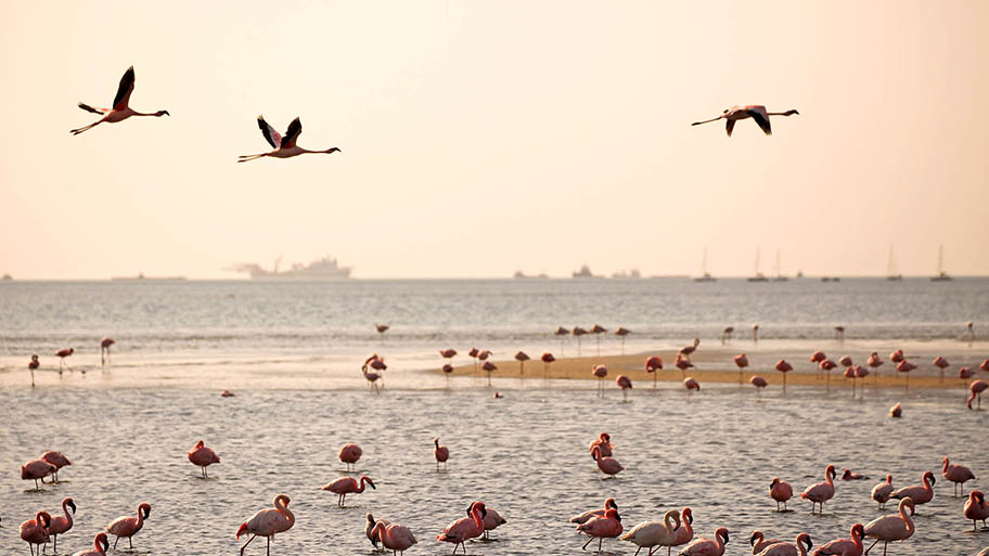 Flamingos flying and feeding in shallows with large boats behind, Walvis Bay harbour, Namibia