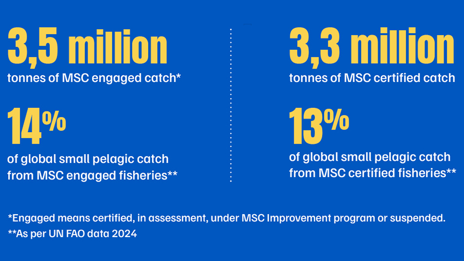 Small Pelagic fish in the MSC Program - key data Small Pelagic fish in the MSC Program - key data