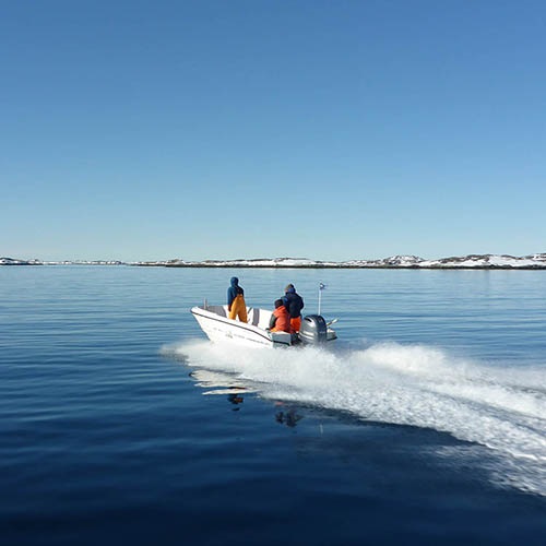Reducing bycatch of diving birds in Greenland lumpfish gillnets