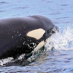 Investigating mammal interactions