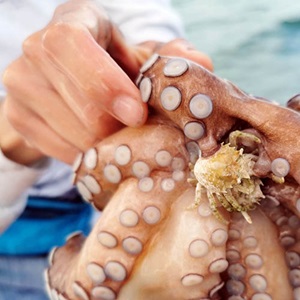 Mexico, Yucatán octopus: Monitoring crab baits and environmental effects