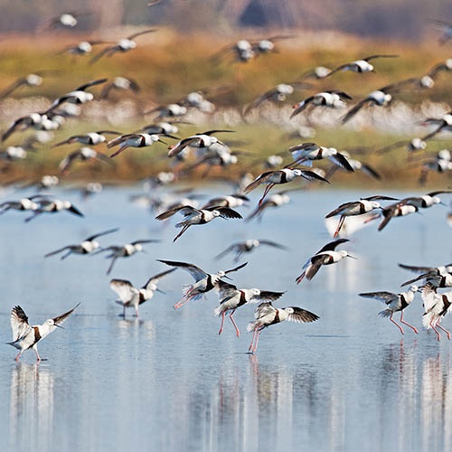 Reducing fishing risks to endangered Australian shorebirds