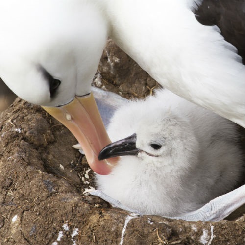 New ways to reduce seabird bycatch