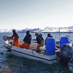 Seabird bycatch reduction in the Greenland lumpfish fishery
