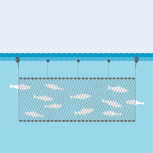 Gillnet fishing