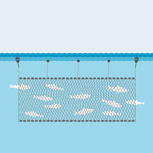 Gillnet fishing