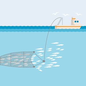 Midwater trawl fishing