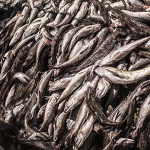 Identifying environmental factors impacting Cape hake