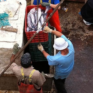 Gulf of California hake: Improving sustainability and management
