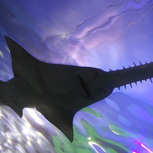 Reducing sawfish interactions in Australia’s Northern Prawn Fishery