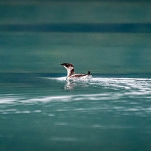 Improving data on seabird interactions in the Alaska salmon fishery