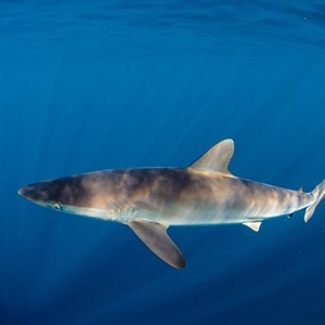 Statistics to predict silky shark hotspots and mitigate bycatch