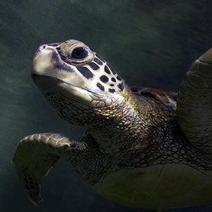 Reducing turtle bycatch in the Réunion coastal longline swordfish fishery