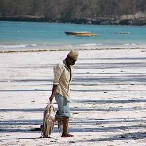 Southwest Indian Ocean Octopus Project (SWIOCeph)