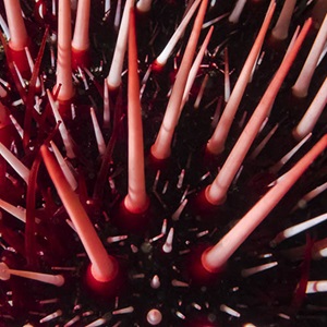 Aiding recovery of Mexican red sea urchins