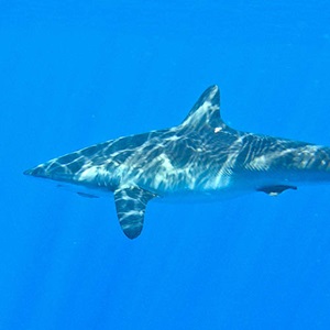 Tagging silky sharks to identify post-release survival rates