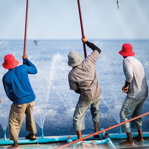 Sustaining South African albacore tuna stocks