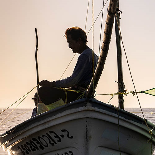 Improving understanding of different stocks in the Mexico Pacific artisanal shrimp fishery