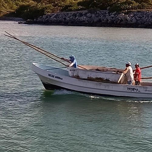 Growing the supply of sustainable Mexican red octopus to meet demand