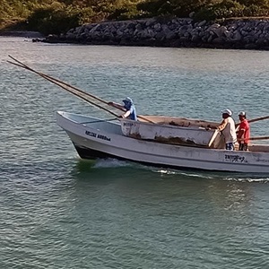 Growing the supply of sustainable Mexican red octopus to meet demand