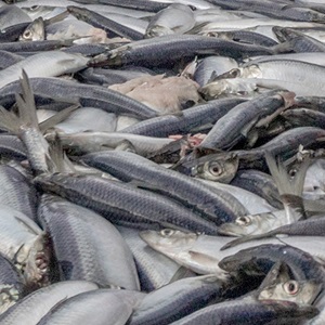 What is overfishing?