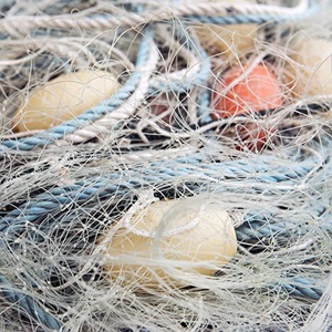 Knowledge sharing to reduce dolphin interactions in Australian and UK sardine fisheries