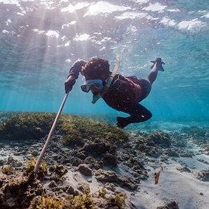 Genetic testing to identify octopus species in Madagascan fishery