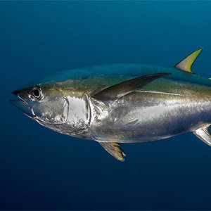 Tuna questions and answers