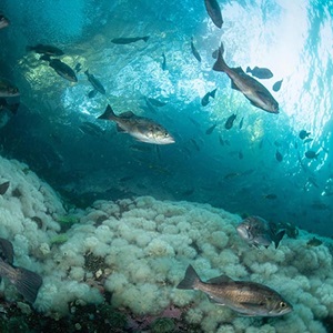 Biodiversity and fishing