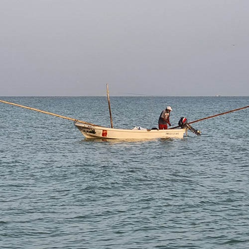 Improving and promoting best practice in the Yucatan Octopus fishery