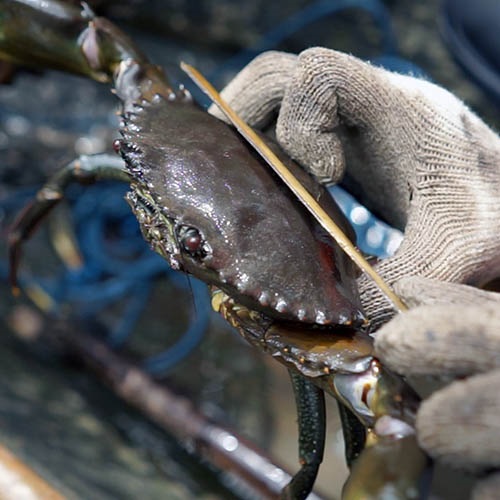 Managing mudcrab stocks in a Coastal Conservation area in Indonesia